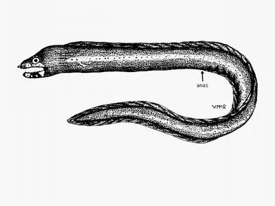 Whiteface moray (Echidna leucotaenia)