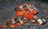 Whiteface waspfish (Richardsonichthys leucogaster)