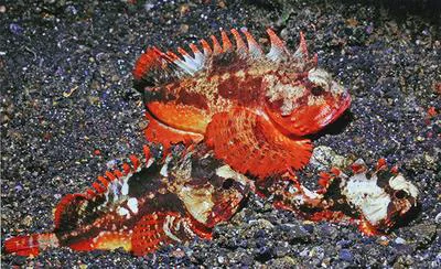 Whiteface waspfish (Richardsonichthys leucogaster)
