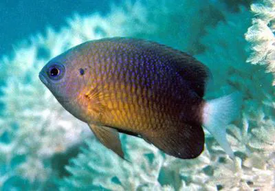 Whitefin damsel (Pomacentrus albicaudatus)