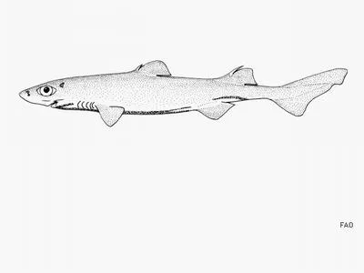Whitefin dogfish (Centroscyllium ritteri)