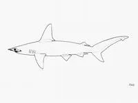 Whitefin hammerhead (Sphyrna couardi)