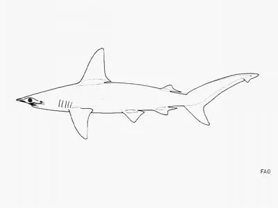 Whitefin hammerhead (Sphyrna couardi)