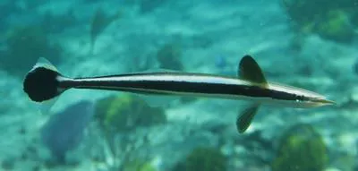 Whitefin sharksucker (Echeneis neucratoides)
