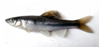 Whitefin shiner (Cyprinella nivea)