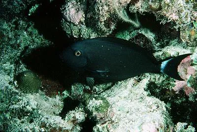 Whitefin surgeonfish (Acanthurus albipectoralis)