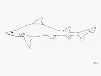 Whitefin topeshark (Hemitriakis leucoperiptera)