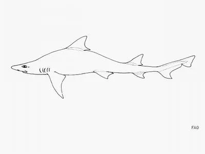Whitefin topeshark (Hemitriakis leucoperiptera)