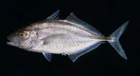 Whitefin trevally (Carangoides equula)