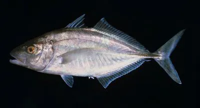 Whitefin trevally (Carangoides equula)