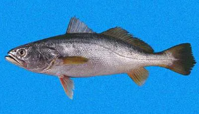 Whitefin weakfish (Cynoscion albus)