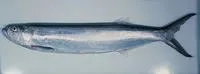 Whitefin wolf-herring (Chirocentrus nudus)