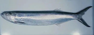 Whitefin wolf-herring (Chirocentrus nudus)