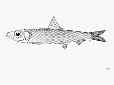 Whitehead's round herring (Etrumeus whiteheadi)