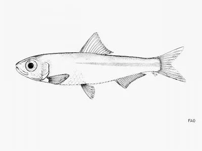 Whitehead's sawtooth pellonuline (Potamothrissa whiteheadi)