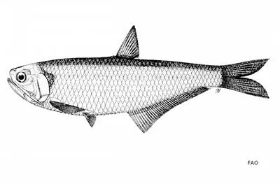 Whitehead's thryssa (Thryssa whiteheadi)