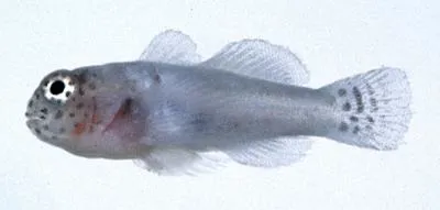 Whitelined coral goby (Gobiodon albofasciatus)