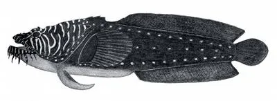 Whitelined toadfish (Sanopus greenfieldorum)