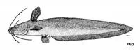 Whitelipped eel catfish (Paraplotosus albilabris)