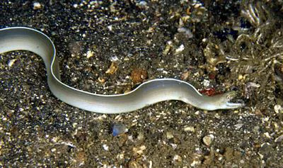 Whitemargin moray (Gymnothorax albimarginatus)
