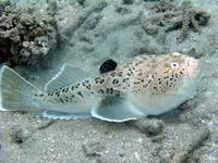Whitemargin stargazer (Uranoscopus sulphureus)