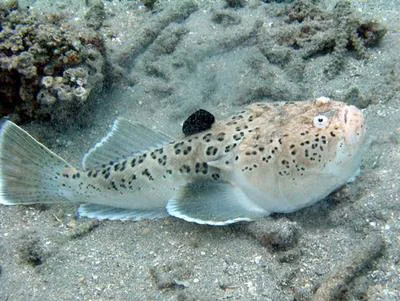 Whitemargin stargazer (Uranoscopus sulphureus)