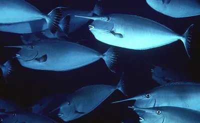 Whitemargin unicornfish (Naso annulatus)
