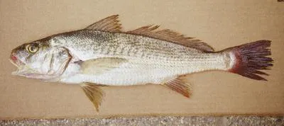 Whitemouth croaker (Micropogonias furnieri)