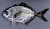 Whitemouth jack (Uraspis uraspis)
