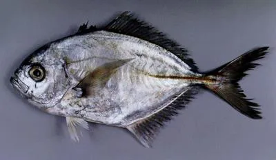 Whitemouth jack (Uraspis uraspis)