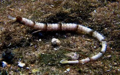 Whitenose pipefish (Cosmocampus albirostris)
