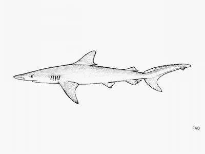 Whitenose shark (Nasolamia velox)