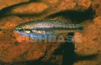 Whitepatched splitfin (Allodontichthys hubbsi)