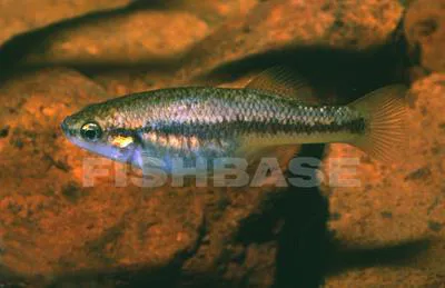 Whitepatched splitfin (Allodontichthys hubbsi)