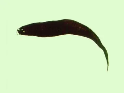Whitepen dragonfish (Photonectes albipennis)