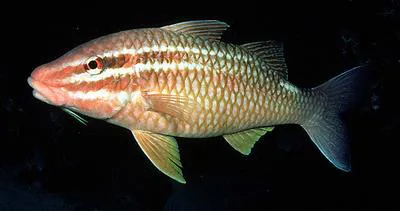 Whitesaddle goatfish (Parupeneus ciliatus)