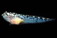 Whitesaddle stargazer (Dactyloscopus pectoralis)