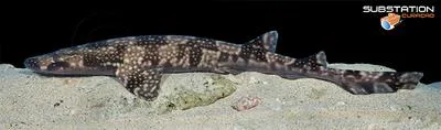Whitesaddled catshark (Scyliorhinus hesperius)