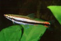 Whiteside pencilfish (Nannostomus bifasciatus)