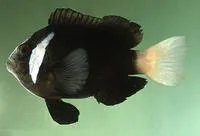 Whitesnout anemonefish (Amphiprion mccullochi)