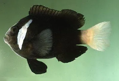 Whitesnout anemonefish (Amphiprion mccullochi)