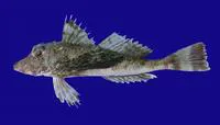 Whitesnout searobin (Prionotus albirostris)