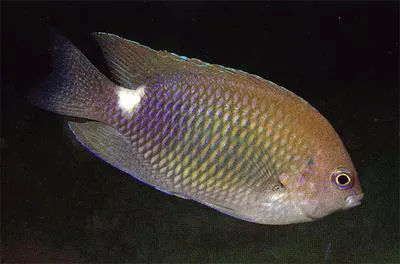 Whitespot damsel (Pomacentrus albimaculus)