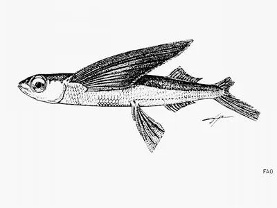 Whitespot flyingfish (Hirundichthys albimaculatus)