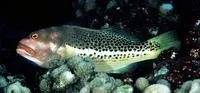 Whitespot hawkfish (Paracirrhites hemistictus)