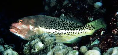 Whitespot hawkfish (Paracirrhites hemistictus)