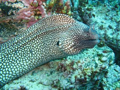 Whitespot moray (Muraena pavonina)
