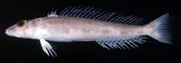 Whitespot sandsmelt (Parapercis alboguttata)