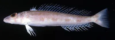 Whitespot sandsmelt (Parapercis alboguttata)