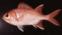 Whitespot soldierfish (Myripristis woodsi)